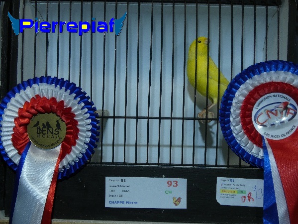 Mâle Lipochrome Jaune Schimmel, bague 16/2025, Médaille d'or 93 pts box